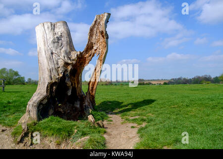 Statuesque à un arbre près de la rivière Stour, Suffolk Banque D'Images