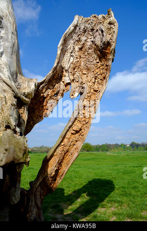 Statuesque à un arbre près de la rivière Stour, Suffolk Banque D'Images