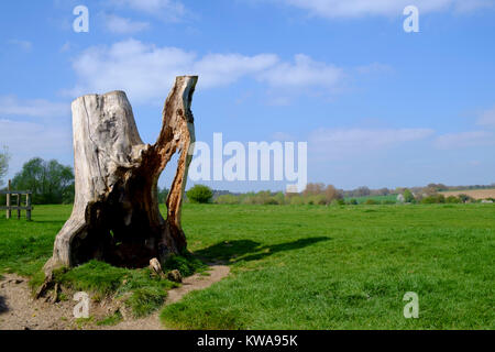 Statuesque à un arbre près de la rivière Stour, Suffolk Banque D'Images