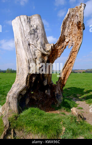 Statuesque à un arbre près de la rivière Stour, Suffolk Banque D'Images