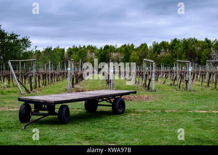 Remorque agricole dans un vignoble britannique Banque D'Images