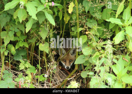 Un renard roux, Vulpes vulpes, prudemment pairs hors de sa position de dissimulation parmi les sous-bois. Banque D'Images