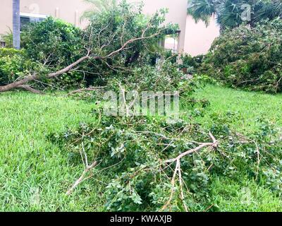 Les branches des arbres tombés dans un jardin de banlieue, à la suite de l'Ouragan Matthew à West Palm Beach, Floride, le 7 octobre 2016. Banque D'Images