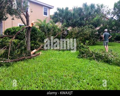 Un homme portant un short et un polo, vu de derrière, se dresse avec ses mains sur ses hanches dans l'arrière-cour de sa maison de banlieue dans la région de West Palm Beach, Floride et examine plusieurs arbres tombés à la suite de l'Ouragan Matthew, le 7 octobre 2016. Banque D'Images