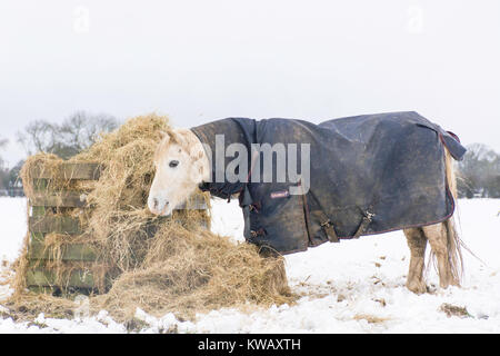 Manger en hiver foin poney Banque D'Images