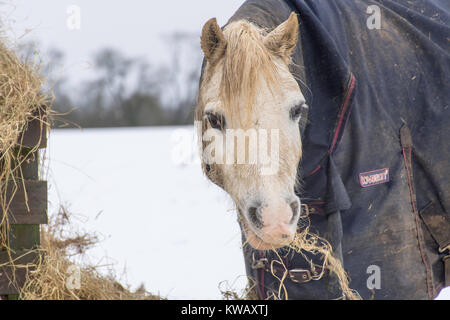 Manger en hiver foin poney Banque D'Images