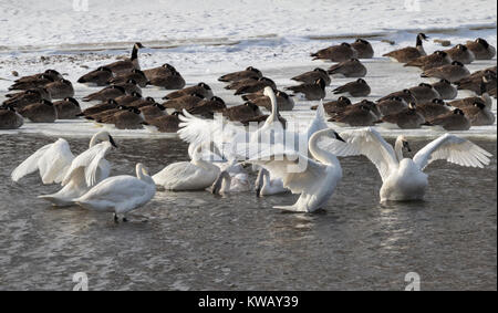 Cygne trompette (Cygnus buccinator) et la bernache du Canada (Branta canadensis) à la banque d'un jet de gel en hiver, de l'Iowa Banque D'Images