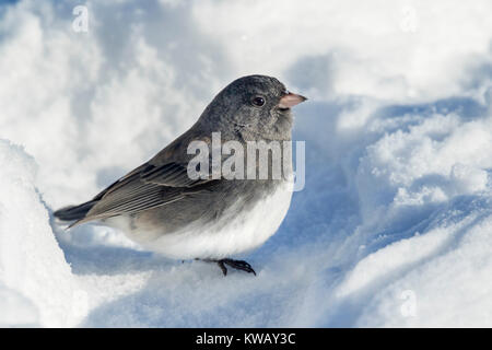 Le Junco ardoisé (Junco hyemalis) sur la neige, Ames, Iowa, USA. Banque D'Images