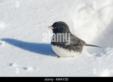Le Junco ardoisé (Junco hyemalis) sur la neige, Ames, Iowa, USA. Banque D'Images