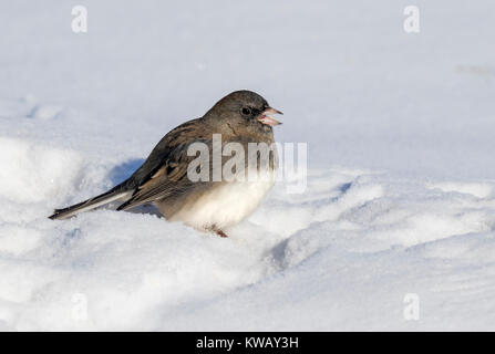 Le Junco ardoisé (Junco hyemalis) sur la neige, Ames, Iowa, USA. Banque D'Images