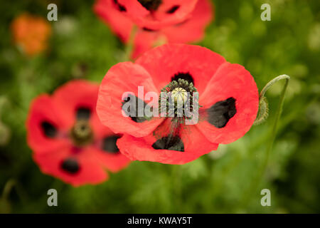 Papaver Coquelicot avec marquage noir sur rouge Banque D'Images