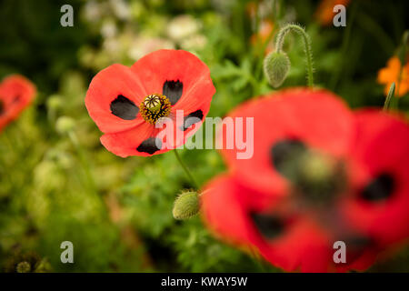 Papaver Coquelicot avec marquage noir sur rouge Banque D'Images