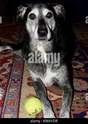 Chien âgé vif et alerte, croquant sur un tapis coloré avec ballon de tennis. Labrador Retriever et pointeur de race mixte, noir et gris, regardant l'appareil photo. Banque D'Images