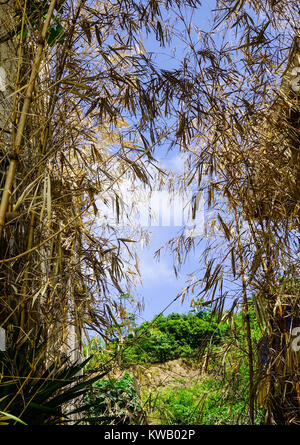 Au bambou sec journée ensoleillée en forêt durant l'été. Close up. Banque D'Images