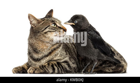 Western Jackdaw et cat se regarder, isolated on white Banque D'Images