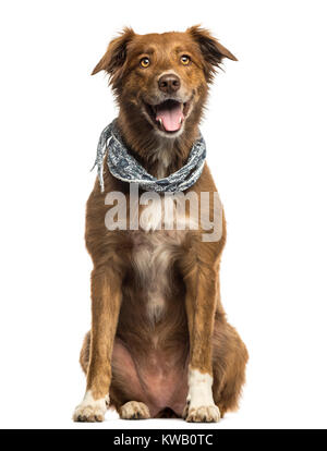 Labrador croiser Berger Australien chien, haletant isolated on white Banque D'Images