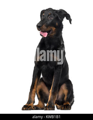 Beauceron (4 mois) en face d'un fond blanc Banque D'Images