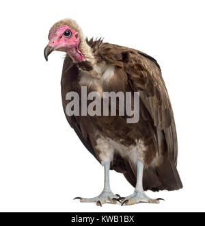 Hooded vulture Necrosyrtes monachus - (11 ans) devant un fond blanc Banque D'Images