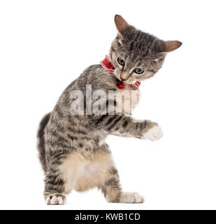 European Shorthair chaton jouant avec ses pattes, isolé sur blanc (2,5 mois) Banque D'Images