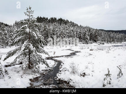 Paysage d'hiver, de pins couverts de neige à côté d'un ruisseau, au sud de la Norvège Banque D'Images