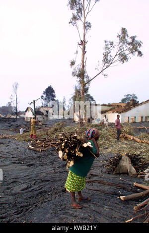 Dans certaines parties de la ville de Goma dévastée par l'éruption volcanique qui a détruit environ un tiers de la ville, arbres pas complètement détruits sont coupées pour le carburant. Banque D'Images