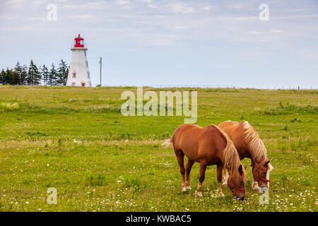 Les chevaux en face de Panmure Head phare sur l'Île du Prince Édouard. Prince Edward Island, Canada. Banque D'Images