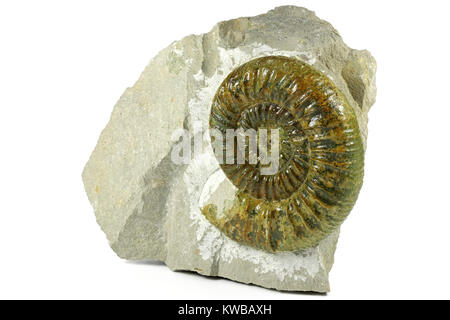 Ammonite fossile Ataxioceras genuinum du Haut-palatinat, Allemagne isolé sur fond blanc Banque D'Images