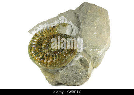 Ammonite fossile Ataxioceras genuinum du Haut-palatinat, Allemagne isolé sur fond blanc Banque D'Images