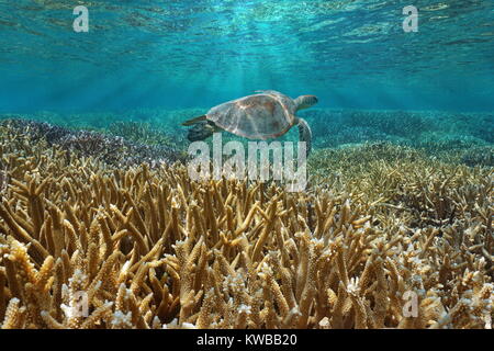 Sous-marines des récifs coralliens avec une tortue de mer verte nage entre surface de l'eau et des coraux, l'océan Pacifique, la Nouvelle Calédonie, Océanie Banque D'Images