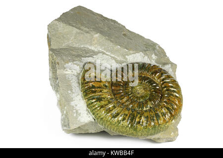 Ammonite fossile Ataxioceras genuinum du Haut-palatinat, Allemagne isolé sur fond blanc Banque D'Images