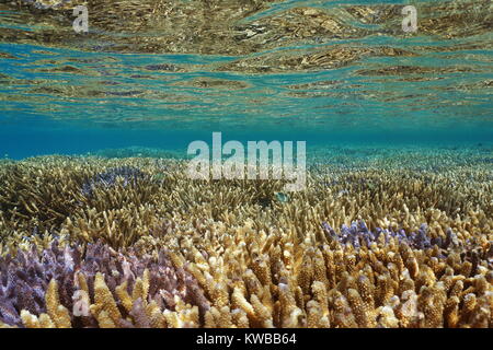 Océan Pacifique, santé des récifs de corail sous l'eau près de la surface de l'eau, Acropora staghorn coraux dans le lagon de la Grande terre Island en Nouvelle Calédonie Banque D'Images