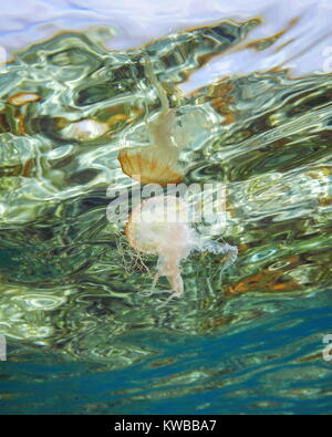 Méduses Pelagia noctiluca subaquatique reflétée sur la surface de la mer, des Caraïbes, scène naturelles Banque D'Images