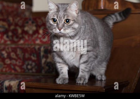 Les jeunes intéressés à tabby gris à l'intérieur d'accueil. Banque D'Images