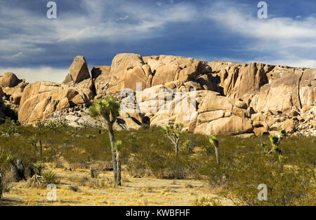 Paysage pittoresque du désert de Sonora avec Blue Skyline et Isolated Rugged Rocks dans le parc national de Joshua Tree Californie États-Unis Banque D'Images