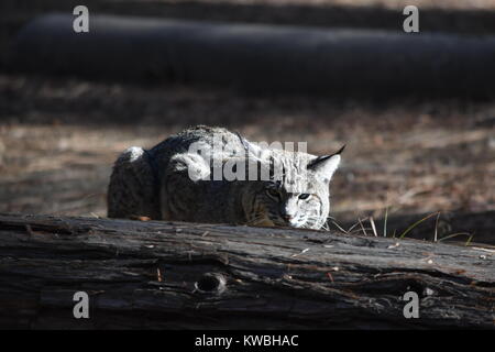 Un lynx dans le soleil brille et une promenade autour du camp. Camping les Pins inférieur, Yosemite, CA. Banque D'Images