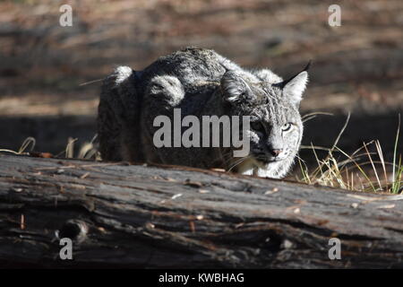 Un lynx dans le soleil brille et une promenade autour du camp. Camping les Pins inférieur, Yosemite, CA. Banque D'Images