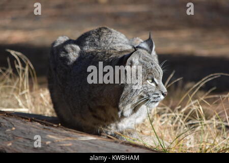 Un lynx dans le soleil brille et une promenade autour du camp. Camping les Pins inférieur, Yosemite, CA. Banque D'Images