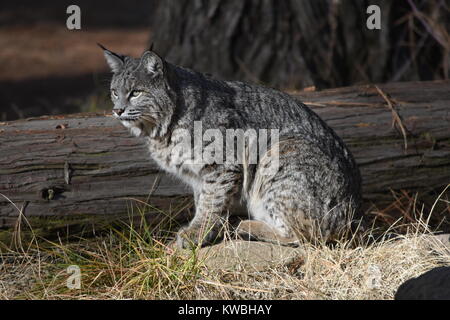 Un lynx dans le soleil brille et une promenade autour du camp. Camping les Pins inférieur, Yosemite, CA. Banque D'Images