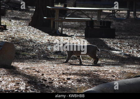 Un lynx dans le soleil brille et une promenade autour du camp. Camping les Pins inférieur, Yosemite, CA. Banque D'Images