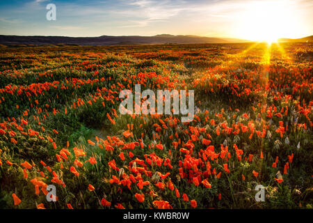 Des coquelicots sauvages en Californie Banque D'Images