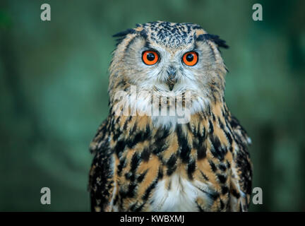 Le Grand-duc est une espèce d'eagle-owl qui se trouve dans une grande partie de l'Eurasie. Il est aussi appelé l'eagle-terriers et en Europe Banque D'Images