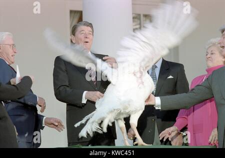 Ronald Reagan au cérémonie à la Maison Blanche pour recevoir le 40e dinde de Thanksgiving. Le 13 novembre 1987. (BSLOC   2015 14 76) Banque D'Images