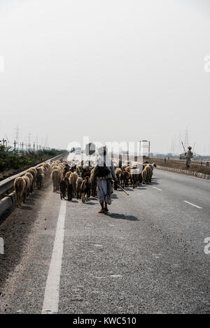 Berger avec les troupeaux de moutons sur l'autoroute de Kutch Gujarat Inde Banque D'Images