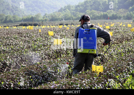 Le travailleur la plantation de thé de Hangzhou, Chine Banque D'Images