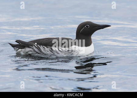 Guillemot de Troïl (Uria aalge), bridée dans la mer natation adultes Banque D'Images