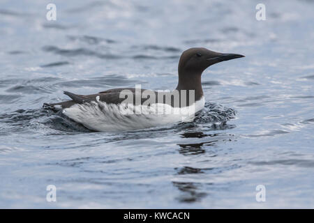 Guillemot de Troïl (Uria aalge), nager dans la mer adultes Banque D'Images