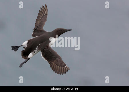 Guillemot de Troïl (Uria aalge), les adultes en vol Banque D'Images