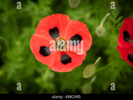 Papaver Coquelicot avec marquage noir sur rouge Banque D'Images