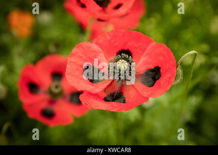 Papaver Coquelicot avec marquage noir sur rouge Banque D'Images