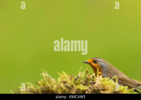 Portrait d'un Robin (Erithacus rubecula aux abords) est assise sur la mousse, UK en hiver Banque D'Images